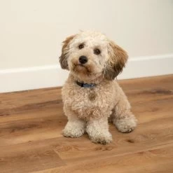 CALI Long-Board Vinyl Pro 6-Piece 9-in X 70.87-in North Shore Oak Luxury Vinyl Plank Flooring -Floor Lux Shop 810124039646 12334698 1800x1800